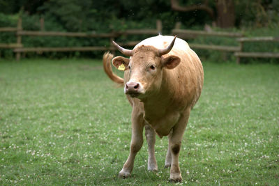 Glan cattle in a meadow