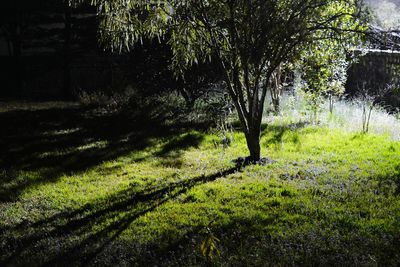 Trees in forest