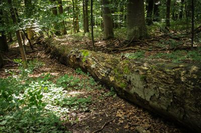 Trees in forest