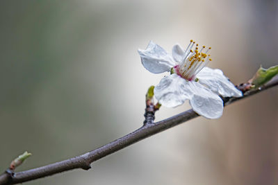 Close-up of white flowering plant