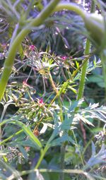 Close-up of plant