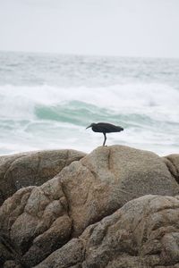 Bird perching on rock