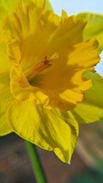 Close-up of yellow flower