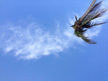 Directly below shot of coconut palm tree against sky
