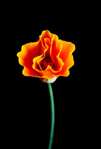 Close-up of rose against black background