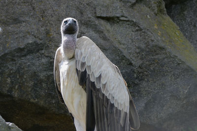 Low angle view of vulture against rock formation