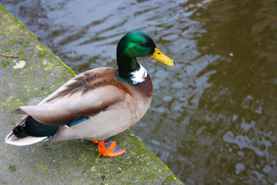 High angle view of mallard duck swimming in lake