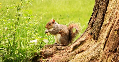Squirrel on tree trunk