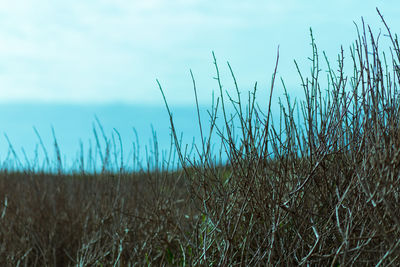 Close-up of field against sky