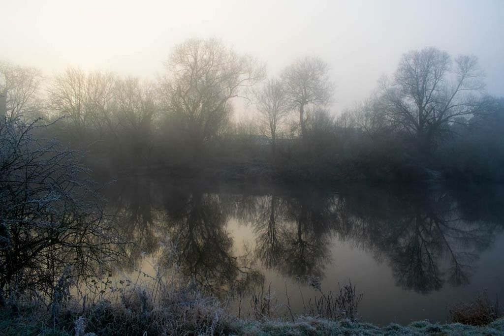 REFLECTION OF TREES IN FOG