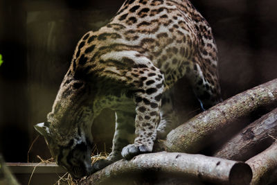 Ocelot on a branch exhibited in the zoo the hair on the stomach is white.