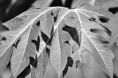 Close-up of papaya leaves on sunny day