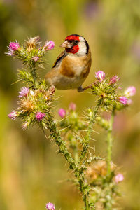 Close-up of bird perching on pink flower