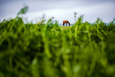 View of horse on field