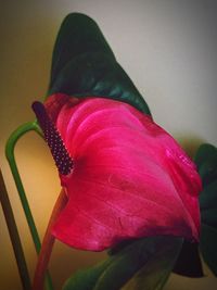 Close up of flower head