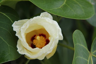 Close-up of white rose flower