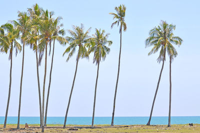 Palm trees on beach against clear sky