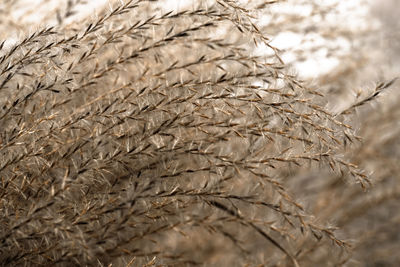 Close-up of wheat field