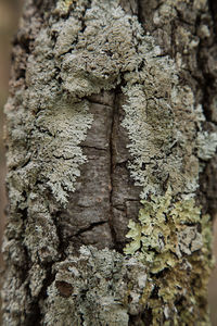 Full frame shot of tree trunk