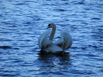 Swan swimming in lake