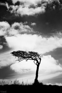 Silhouette tree against sky