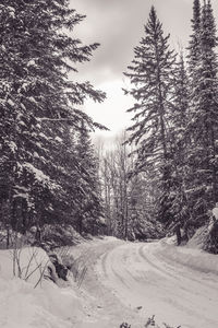 Trees on snow covered landscape