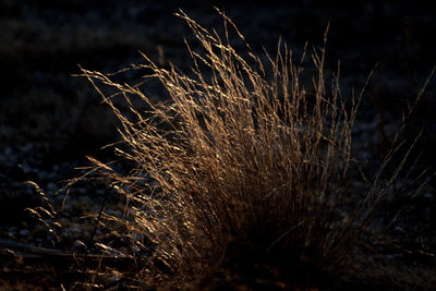 Spider web in the dark