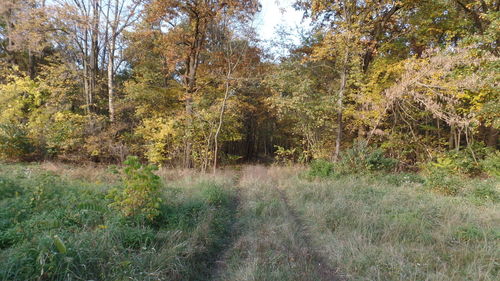 Trees in forest