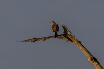 Low angle view of bird perching on branch