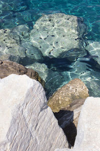 High angle view of sea urchins over rock in undersea