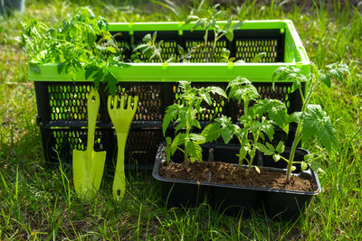 High angle view of potted plants