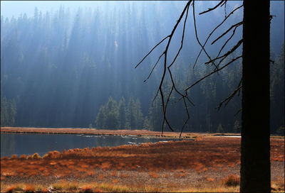 Scenic view of lake in forest