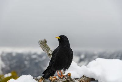 Black bird, an alpine chough perching on branch in mountains in winter