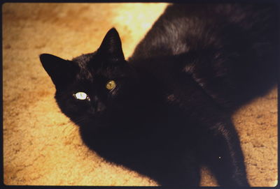 Close-up of cat
