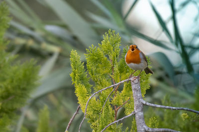 Bird perching on a branch robin