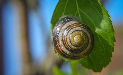 Close-up of snail