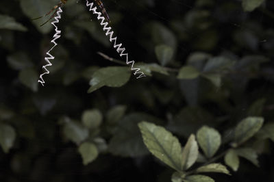 Close-up of raindrops on leaves