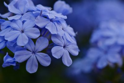 Close-up of blue plumbago flowers