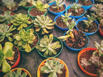 High angle view of potted plants on table