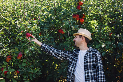 Man in a hat picking ripe red apples from the tree. autumn harvest, countryside lifestyle person