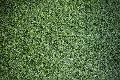 Full frame shot of green grass