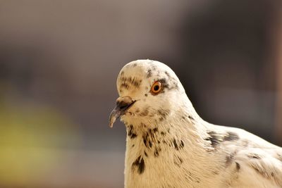 Close-up of a bird