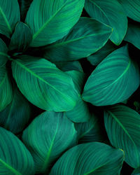 Full frame of green leaves texture background. tropical leaf