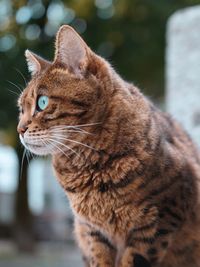 Close-up of a cat looking away