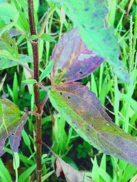 Close-up of leaves on field