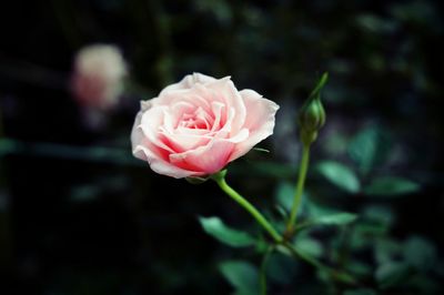 Close-up of pink rose