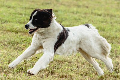 Landseer dog