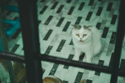 Portrait of cat on window