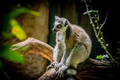 Lemur relaxing on tree