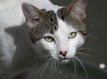 Close-up portrait of a cat